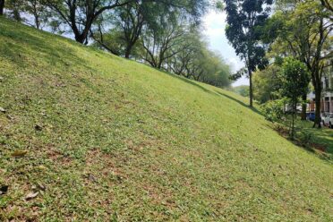 Cow Grass (Axonopus Compressus) planted on a slope for soil stabilization, demonstrating an effective and eco-friendly solution for erosion control.