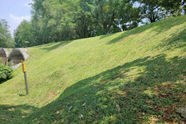 A steep slope covered with lush cow grass, providing natural erosion control and enhancing the land's stability.
