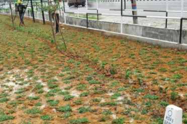 Cow Grass (Axonopus Compressus) planted along a roadside, enhancing urban greenery while providing erosion control and aesthetic appeal