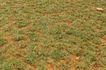 A stretch of road lined with lush greenery, including trees, shrubs, and grass, creating a refreshing natural ambiance.