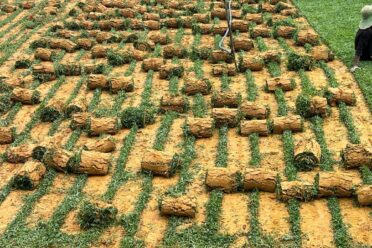 Partially completed turf installation with rolled sod ready for transfer, showcasing the preparation process for a lush lawn