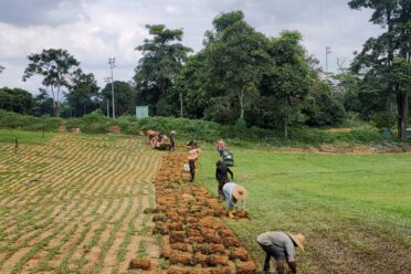 Worker transferring freshly cut sod for landscaping, demonstrating the process of turf installation and maintenance.