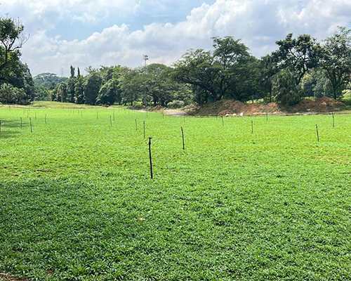 Freshly laid turf grass, ready to root and grow, creating a vibrant and lush outdoor space.