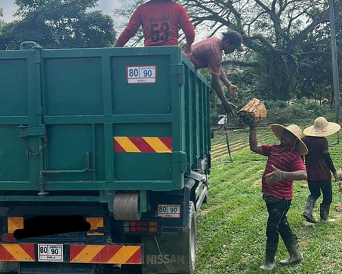 A gardener mowing turf grass, keeping the lawn evenly trimmed and healthy.