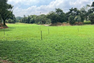 A neatly maintained residential lawn with turf grass, adding beauty and a fresh appearance to the outdoor space.