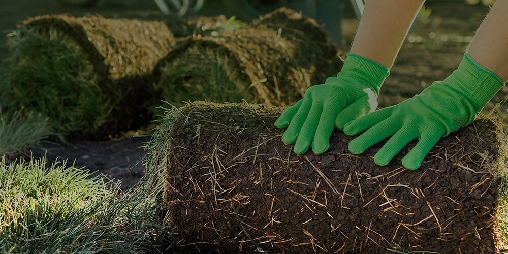 A worker carefully rolling out fresh turf grass for lawn installation, demonstrating professional turf grass services in Malaysia.