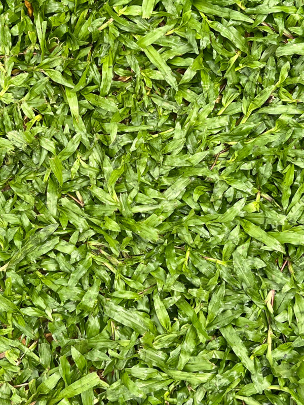 Comparison of Cow Grass and Other Lawn Types image turf cow grass