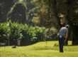 Golfer on cow grass field in Malaysia