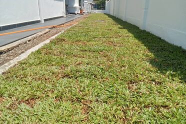 A close-up view of newly laid, relatively healthy turf grass (sod) filling a narrow side yard between a white house wall and a white boundary fence.