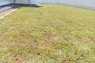 A wider view of a newly installed turf grass lawn in a residential backyard, bordered by a white house wall and a white perimeter fence.