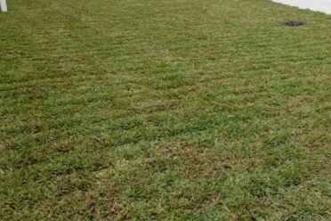 A close-up view of a freshly laid, slightly patchy turf grass lawn, showing the texture and color variation of the sod installation.