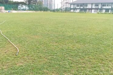 A wide outdoor field covered with newly installed, medium-textured turf grass, with a long hose stretching across the foreground and a building and urban structures in the distance.