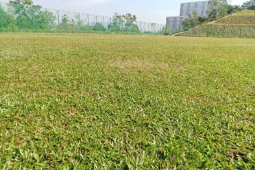 A low-angle close-up of a large outdoor field covered with newly laid turf grass, with a green fence and a high-rise building visible in the background.
