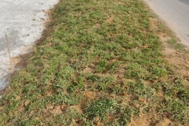 A roadside embankment recently covered with patchy turf grass (sod) next to a paved road and a cleared gravel area, with tall reeds/grasses and urban structures in the background.