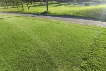 Lush green installed turf grass along a paved path, suggesting roadside greenery or a golf course fairway in bright sunlight.