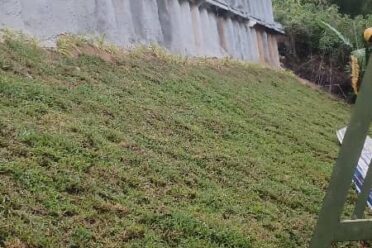 Turf grass installed on a steep earthen slope next to a tall, textured concrete retaining wall supporting an overhead roadway.
