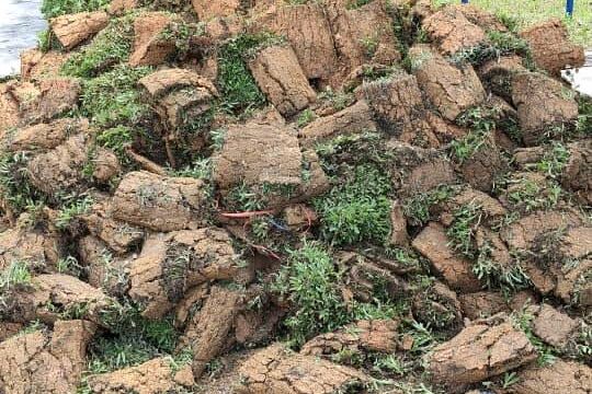 A large mound of rolled-up turf grass (sod) resting on a paved curb, with a yellow public information sign and a grassy embankment in the background.