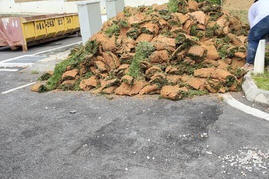 Large, tall pile of harvested turf grass (sod rolls) resting on a black asphalt paved area next to a bright yellow construction dumpster and a paved curb.