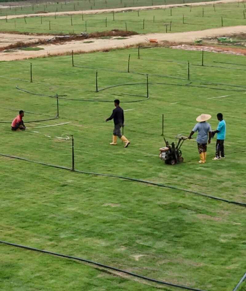 Philippine grass (Zoysia matrella)