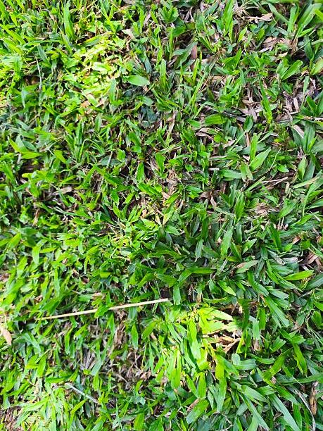 Axonopus Compressus Turf